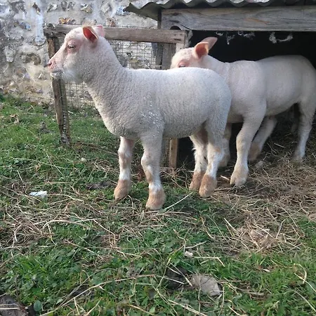 Haras Du Buat *